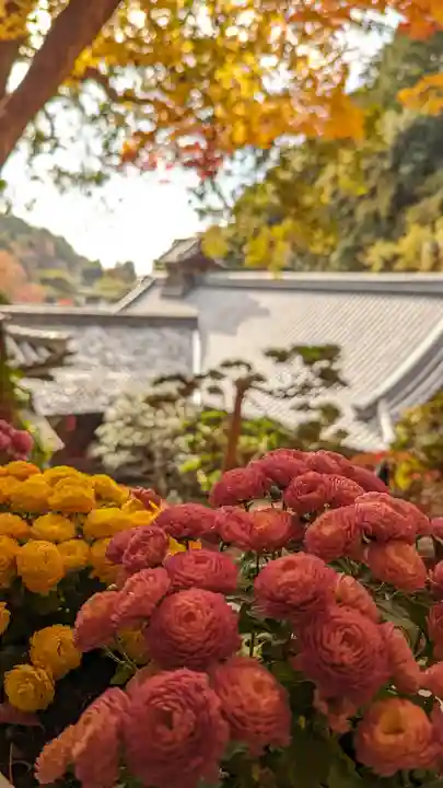 柳谷観音 楊谷寺(京都府)