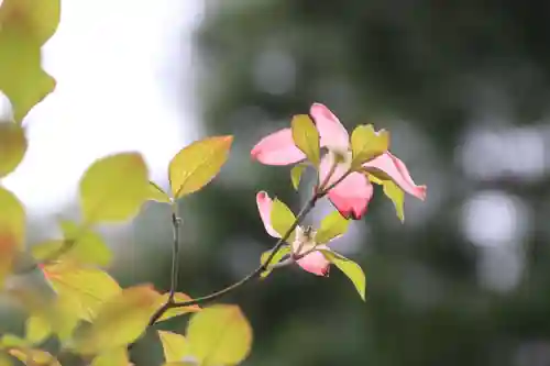 開成山大神宮の自然