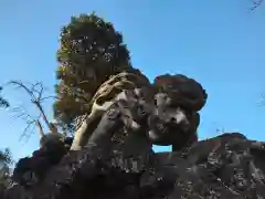 千葉神社の狛犬