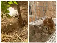 太子堂八幡神社の動物