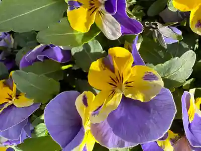 王子神社(徳島県)