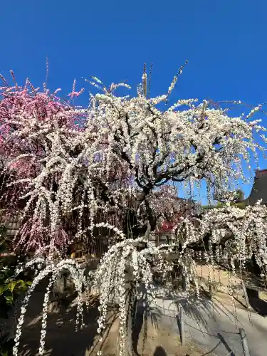 結城神社の{uncategorized: "未分類", other: "その他", undefined: "問題あり", building: "その他建物", grave: "お墓", sacred_gate: "鳥居", guardian: "狛犬", statue: "像", buddha: "仏像", history: "歴史", nature: "自然", garden: "庭園", animal: "動物", pagoda: "塔", temizu: "手水舎", mountain_gate: "山門・神門", sanctuary: "本殿・本堂", subordinate: "末社・摂社", art: "芸術", scenery: "景色", jizo: "地蔵", ema: "絵馬", goshuin: "御朱印", omikuji: "おみくじ", items: "授与品その他", amulet: "お守り", goshuincho: "御朱印帳", eats: "食事", festival: "お祭り", votive_dance: "神楽", shichigosan: "七五三参", wedding: "結婚式", experience: "体験その他", initially: "初詣", around: "周辺", anti_infection: "感染症対策"}