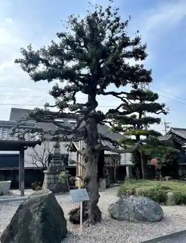 徳正寺の庭園