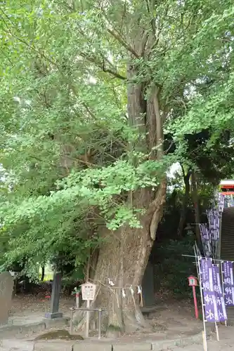 浅間神社(千葉県)