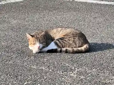 厳原八幡宮神社の動物