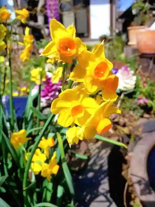 智光院(東京都)