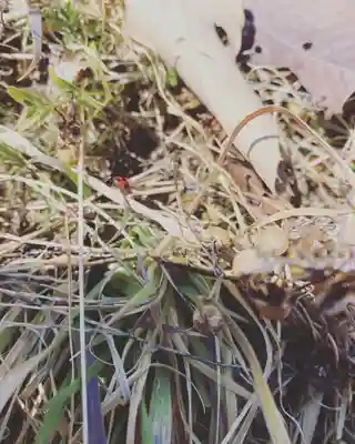 長光寺(長野県)