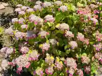 八幡神社の自然