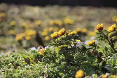 正観音堂の自然