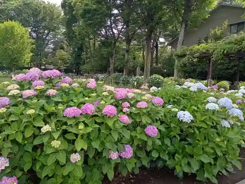 妙法寺(東京都)