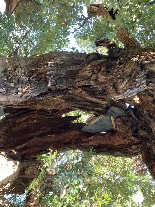 駒形神社の自然