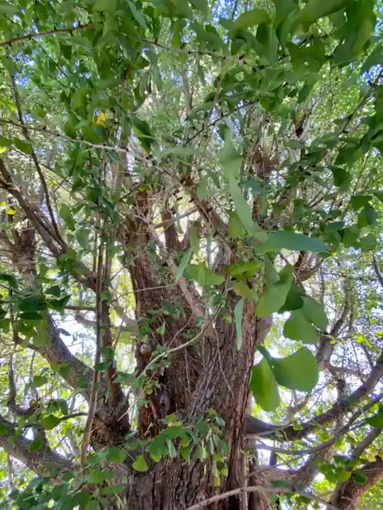 八大龍王辨財天の自然