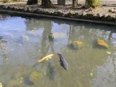 今泉神社の{uncategorized: "未分類", other: "その他", undefined: "問題あり", building: "その他建物", grave: "お墓", sacred_gate: "鳥居", guardian: "狛犬", statue: "像", buddha: "仏像", history: "歴史", nature: "自然", garden: "庭園", animal: "動物", pagoda: "塔", temizu: "手水舎", mountain_gate: "山門・神門", sanctuary: "本殿・本堂", subordinate: "末社・摂社", art: "芸術", scenery: "景色", jizo: "地蔵", ema: "絵馬", goshuin: "御朱印", omikuji: "おみくじ", items: "授与品その他", amulet: "お守り", goshuincho: "御朱印帳", eats: "食事", festival: "お祭り", votive_dance: "神楽", shichigosan: "七五三参", wedding: "結婚式", experience: "体験その他", initially: "初詣", around: "周辺", anti_infection: "感染症対策"}