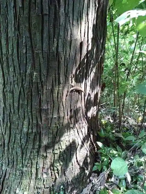 今熊神社の自然