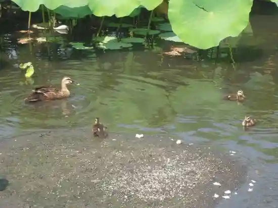 鶴岡八幡宮の動物