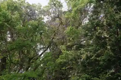 藤稲荷神社の自然