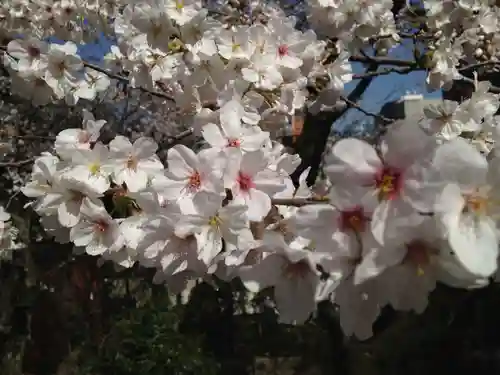 乃木神社の自然