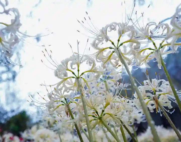 南原寺(山口県)
