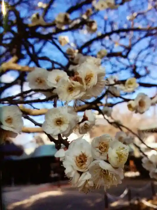 新井天神北野神社(東京都)