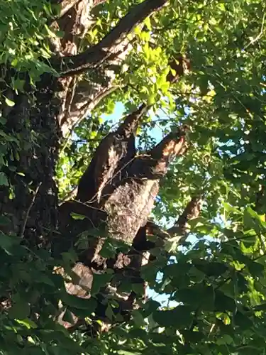飛木稲荷神社の自然