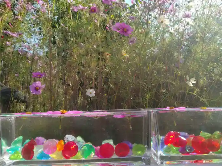 般若寺 ❁コスモス寺❁(奈良県)