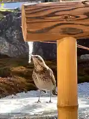 大聖護国寺の動物