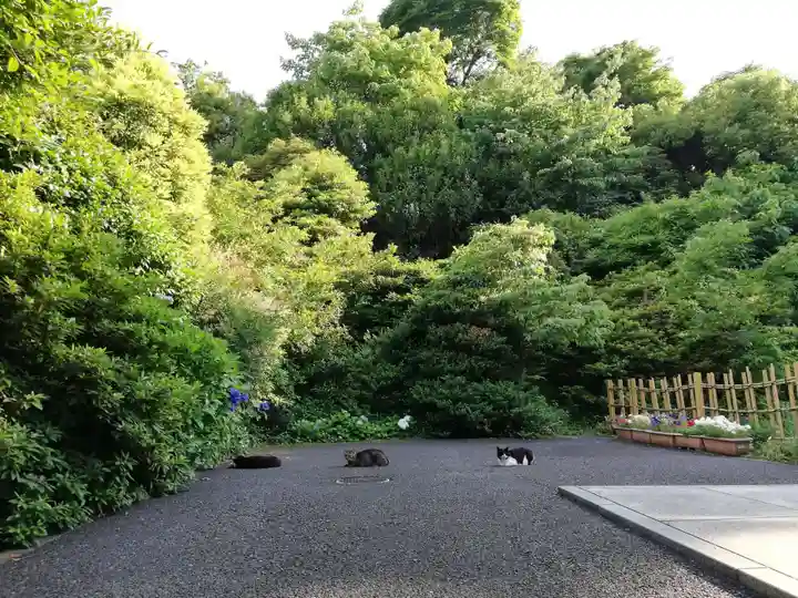 白金氷川神社の動物