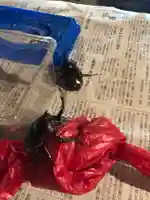 木舟山 順教寺の動物