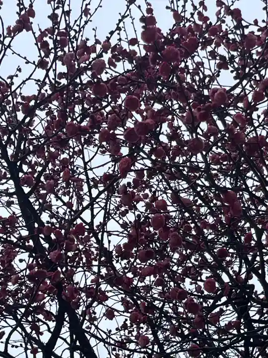 亀戸天神社(東京都)