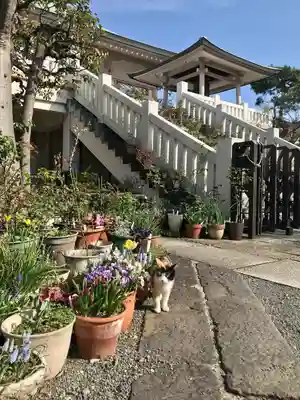 薬師寺　南蔵院 (東京都)