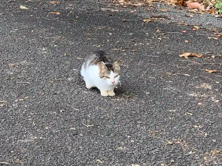 神社(名称不明)の動物