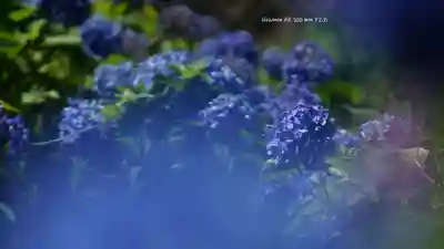 三室戸寺(京都府)