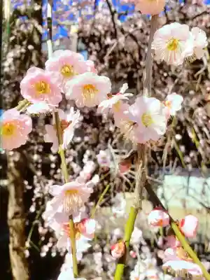 妙法寺(東京都)