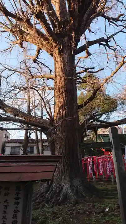 鬼子母神堂 (法明寺)の自然