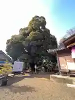 九重神社(埼玉県)