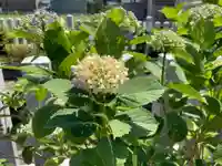 總社 和田八幡宮の自然