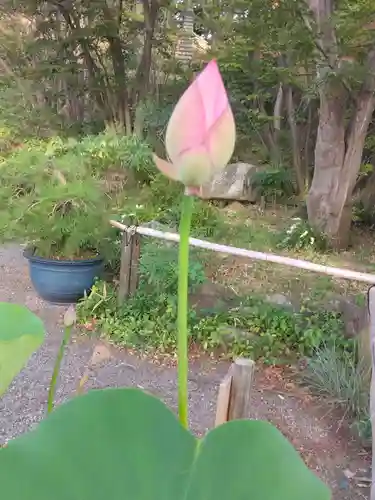 妙蓮寺(神奈川県)