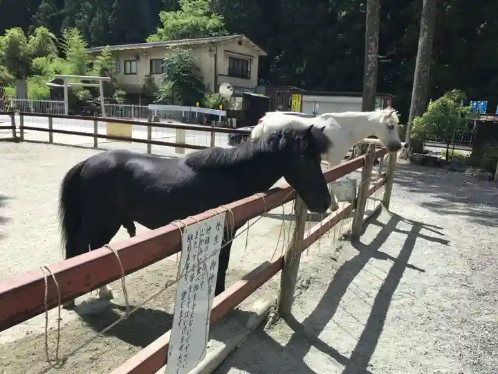 丹生川上神社(下社)の動物