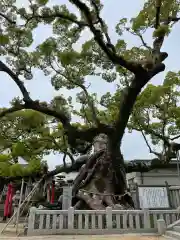 老松神社の自然