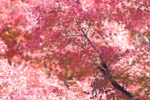 禅林寺（永観堂）の自然