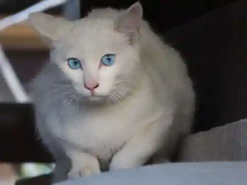 三輪神社の動物