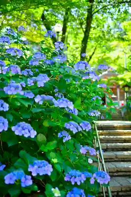 高幡不動尊　金剛寺(東京都)