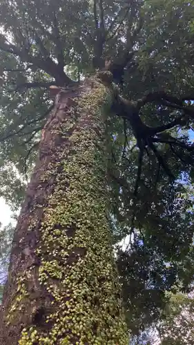松尾神社の自然