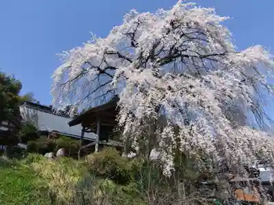 法華寺の自然
