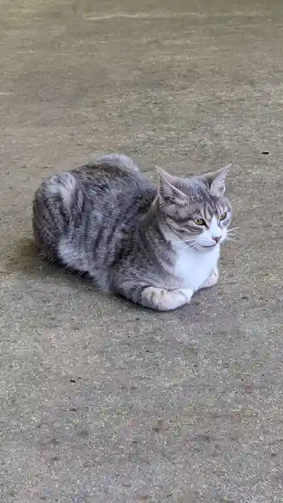 玉野御嶽神社の動物