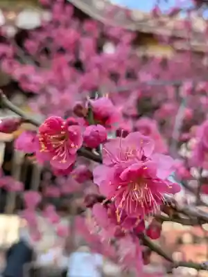 諏訪神社(東京都)