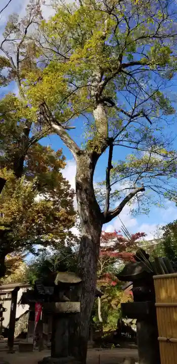 松戸神社の自然
