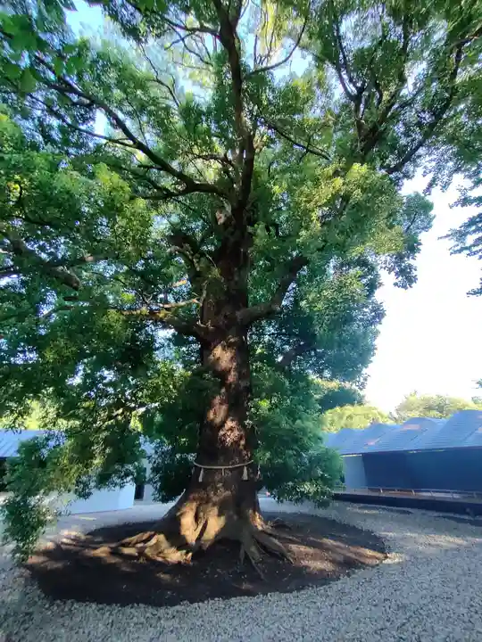 上野東照宮の自然