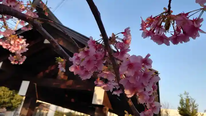 朝日氷川神社の自然