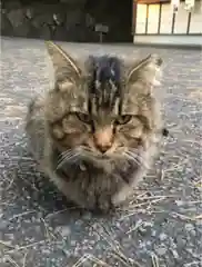 唐澤山神社の動物